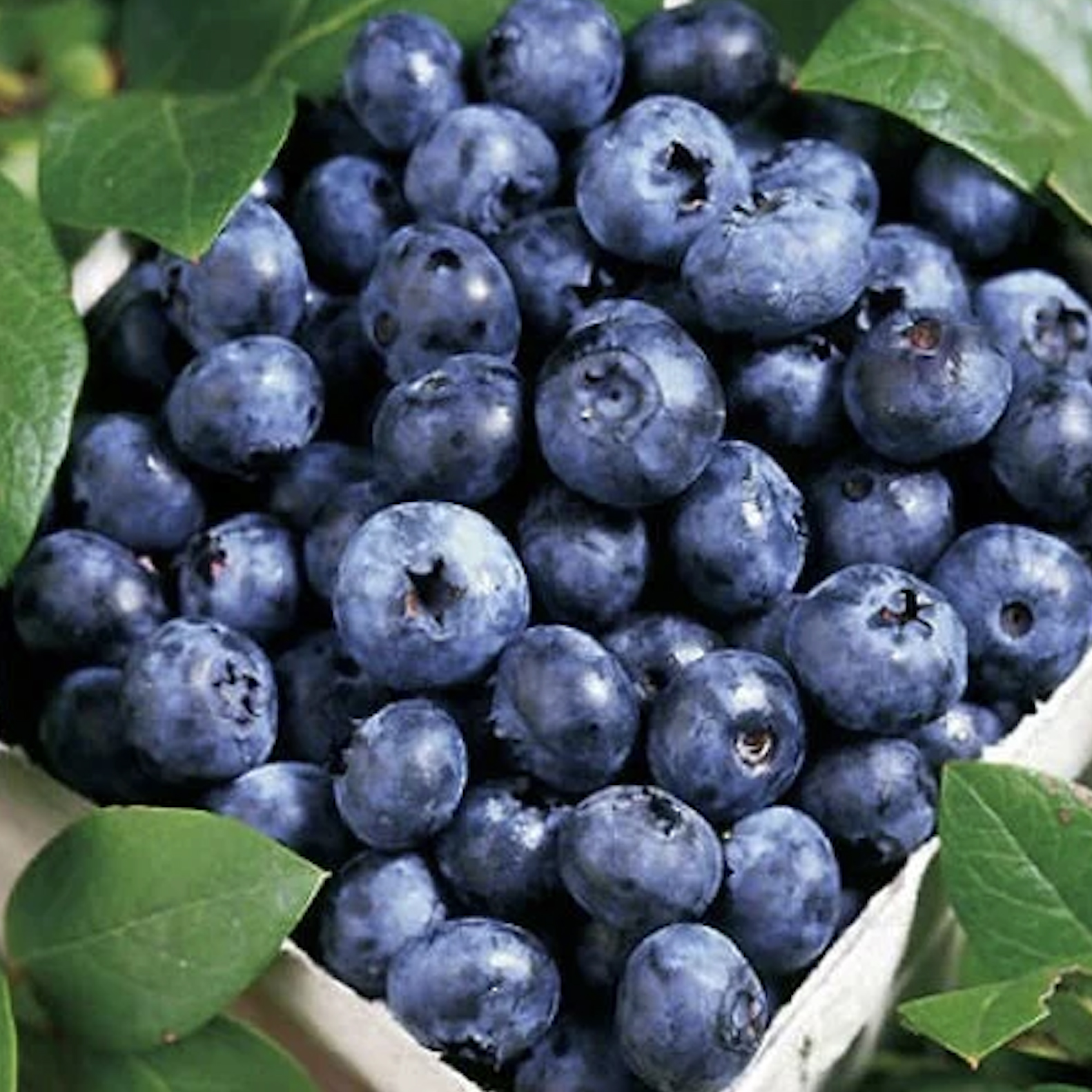 Blueberry – Highbush Blueray – #2 Container
